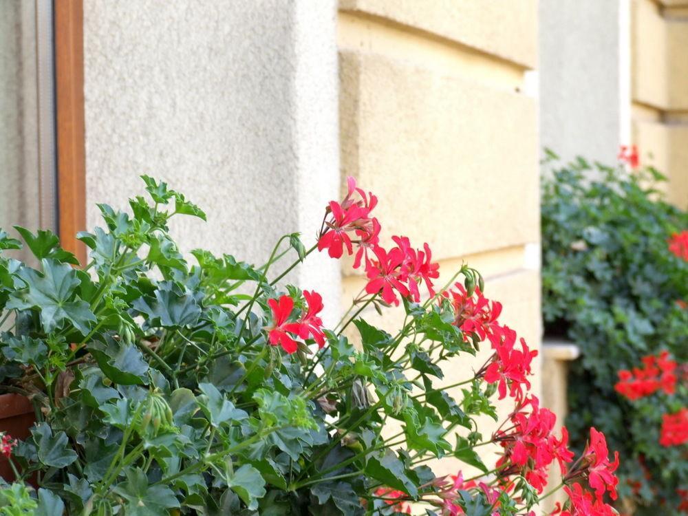 Hotel Brasov Exterior photo